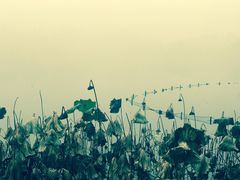 -西湖外事游船(花港观鱼码头)