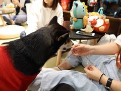-逗柴咖啡屋·狗咖猫咖宠物桌游