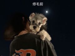 -读宠于你·约克夏比熊·睫角守宫·爬宠售卖(高新店)