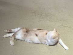 -藏猫猫咖啡主题馆(中央大道店)