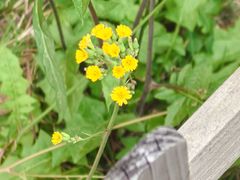 -上海市第七人民医院