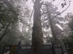 -天目山大树王景区