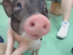 -藦茜花园宠物主题亲子互动体验馆(国顺东路店)