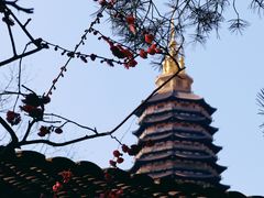 -红梅公园