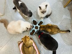 -共舞时光猫咖·狗咖(新街口店)