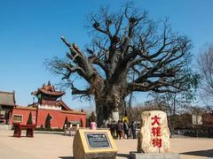 -大槐树寻根祭祖园