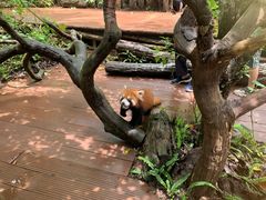 -普洱太阳河森林公园