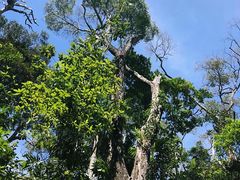 -热带雨林自然公园