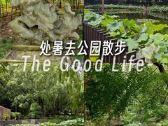 -陈家山荷花公园