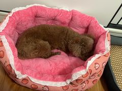 -伟伟宠物医院·CT影像中心·瑞派犬猫综合性门诊(汉口总院)