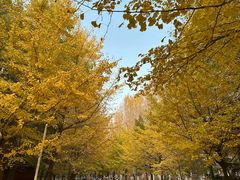 -长白岛森林公园