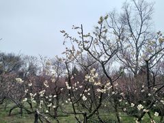 -梅花山(明孝陵内)