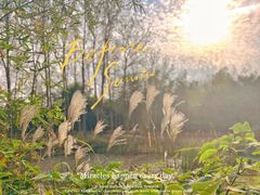 -池杉湖湿地公园