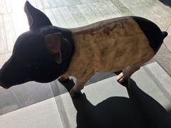 -猪角·闽南猪脚饭(文三路店)