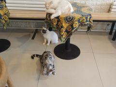 -平行世界·猫咖(首经贸店)