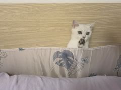 -lincat·猫舍(广州店)