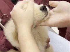 -瑞派康怡24h宠物医院·犬猫医疗中心·微创绝育(瑞景分院)