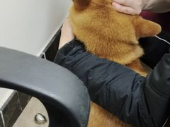 -美联众合动物医院·24h转诊中心