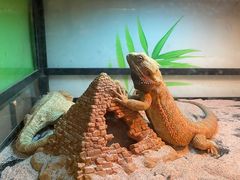 -藦茜花园宠物主题亲子互动体验馆(国顺东路店)