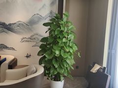 -金熊猫川菜餐厅