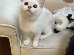 -lincat·猫舍(广州店)