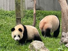 -卧龙中华大熊猫苑神树坪基地