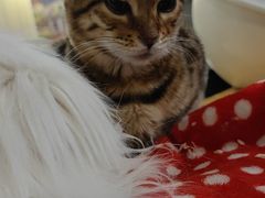 -猫小院猫主题咖啡厅(北锣店)