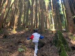-武陵山森林公园