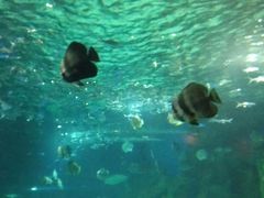 -锦艺城海洋馆