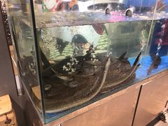 -本炙炭烤·蒲烧活鳗料理店(金沙洲店)