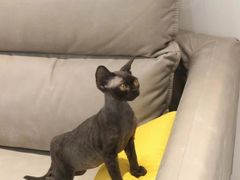 -猫十亿·布偶金渐层·曼基康矮脚猫舍(青年路店)