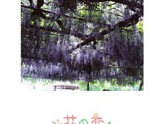 -嘉定紫藤园
