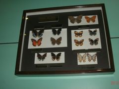 GEDC1411-上海昆虫博物馆
