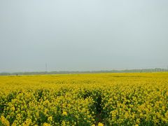 -西京湾花海