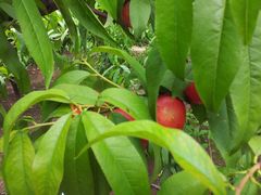 -万源龙顺度假庄园生态观光园