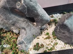 -马家斑.鲜鱼火锅(松湖万科店)