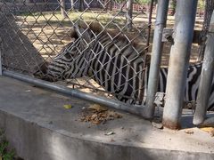 -石家庄市动物园