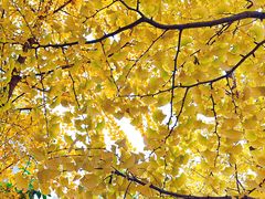 -长白岛森林公园