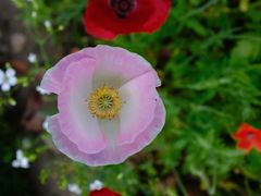 -春花秋色城市公园