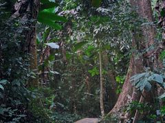 -中国科学院西双版纳热带植物园