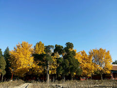 android_upload_pic-景山公园