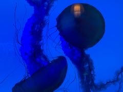 -太平洋海底世界