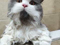 -瑞鹏宠物医院·夜间急症·心超·猫科(祖庙分店)