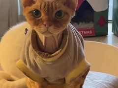 -猫咖时代(中山亭店)