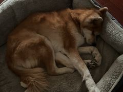 -美联众合动物医院·24h转诊中心