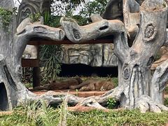 -海南热带野生动植物园