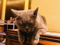 -more than meow吴止猫主题餐厅(承德 中船汇店)