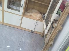 -爱洗澡的猫(天河路店)