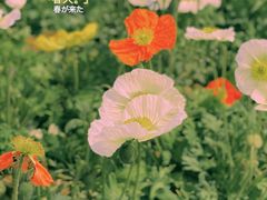 -花博汇(知音花月夜)