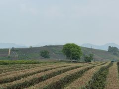 -午潮山国家森林公园